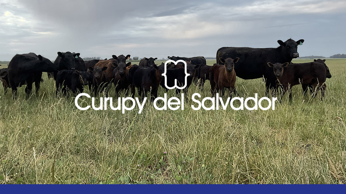 Genética Angus de Curupy del Salvador: rumbo cierto y resultados seguros