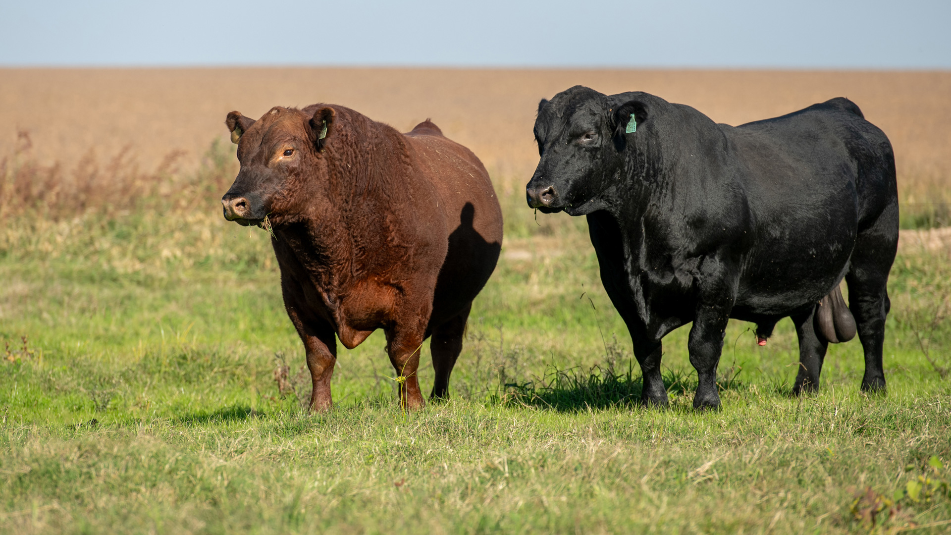 Ganado Aberdeen Angus de Curupy